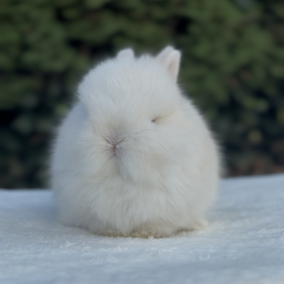 CBA Rabbitry