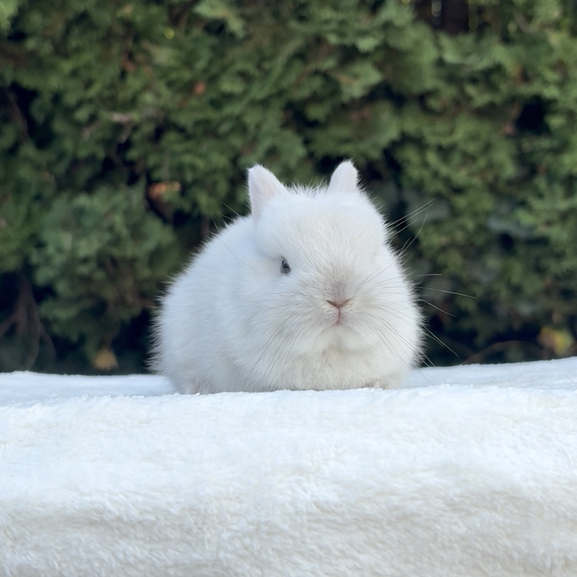 Peppa