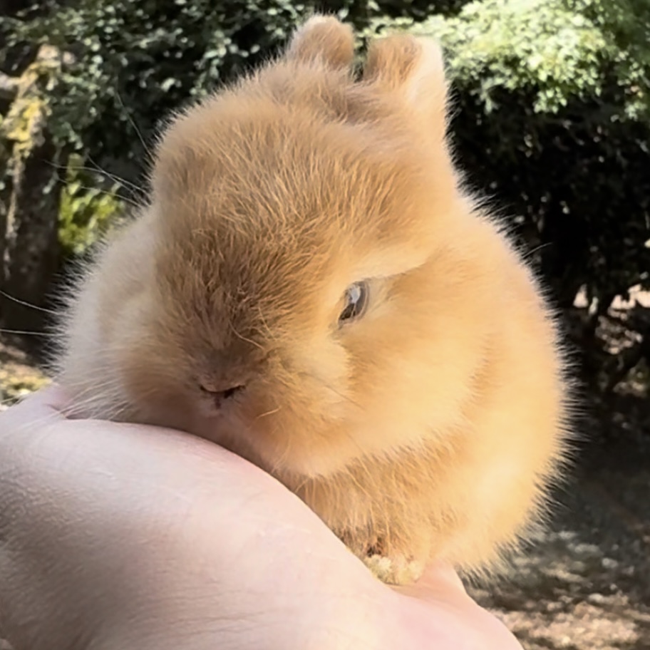 Peaches