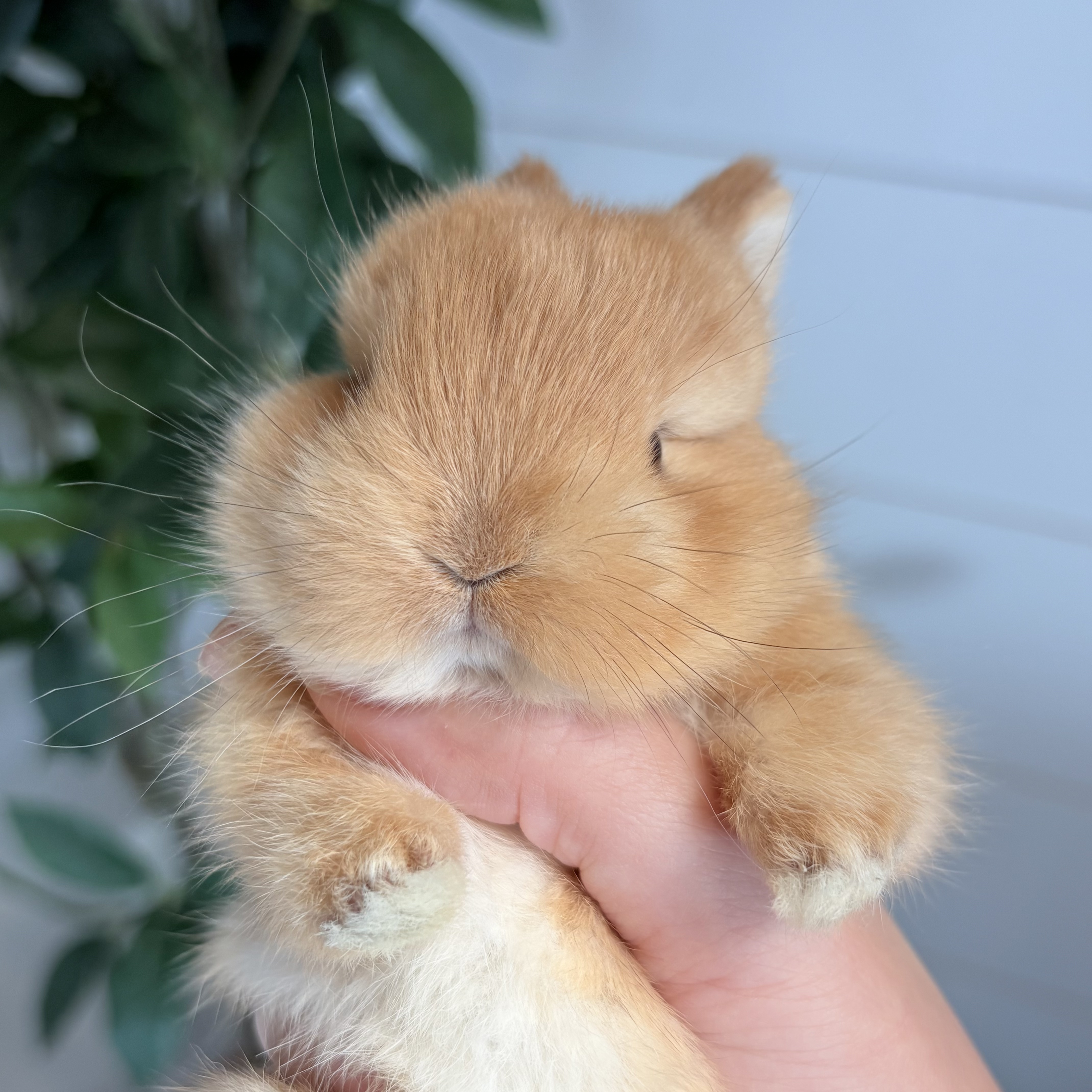 CBA Rabbitry