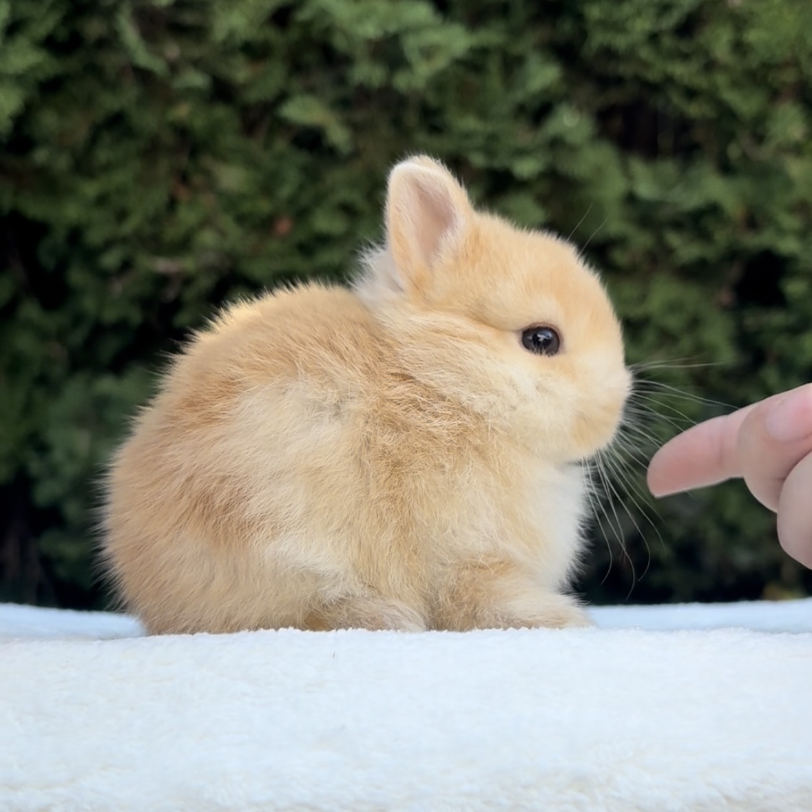 CBA Rabbitry