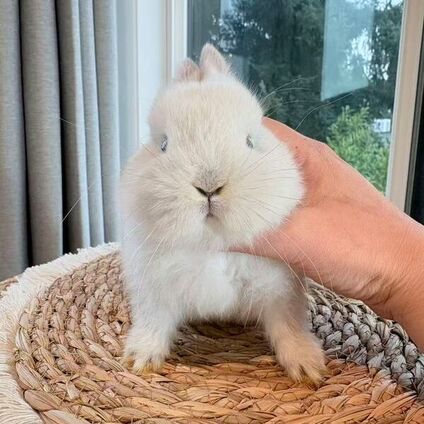 Little Snowball