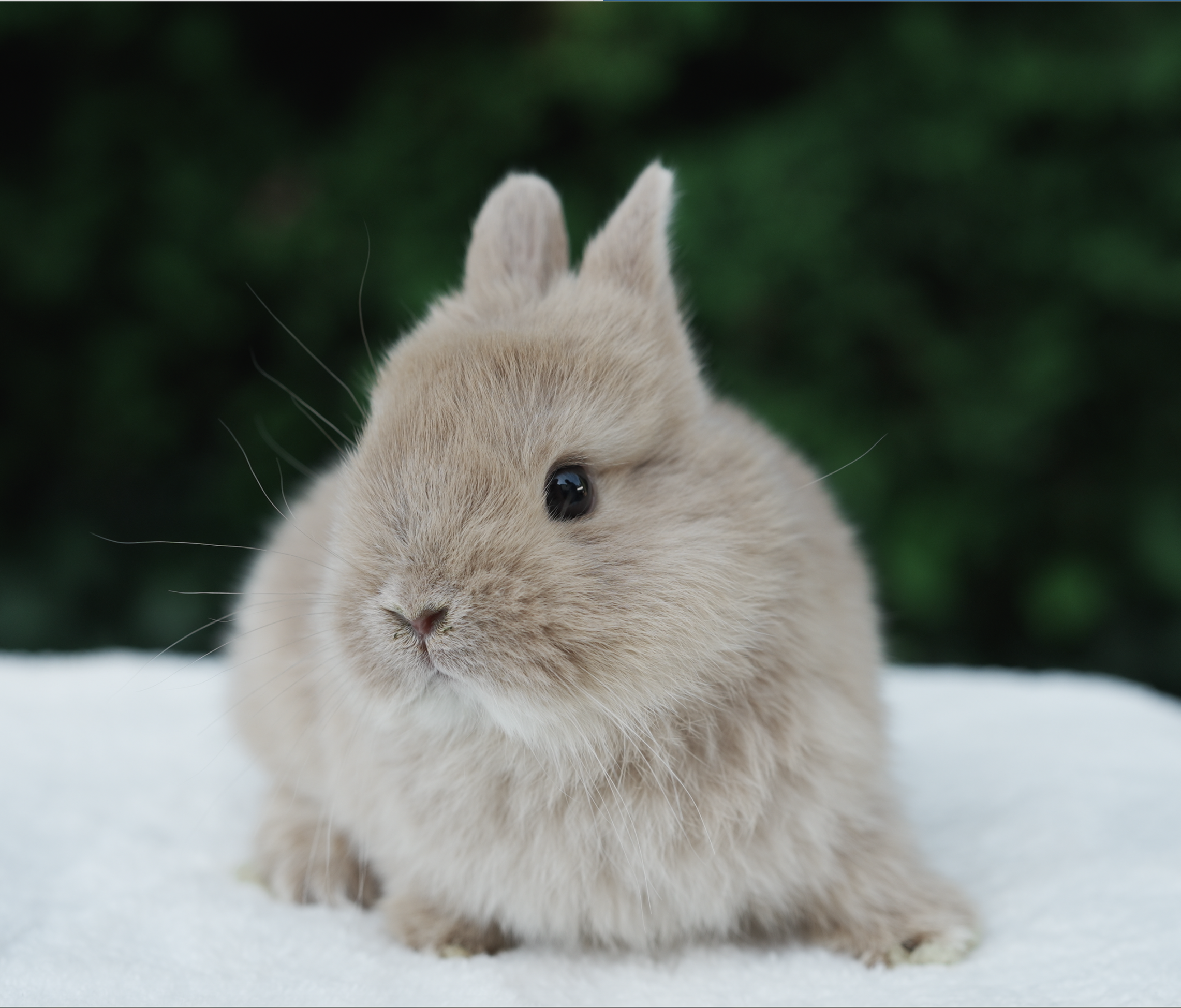 CBA Rabbitry