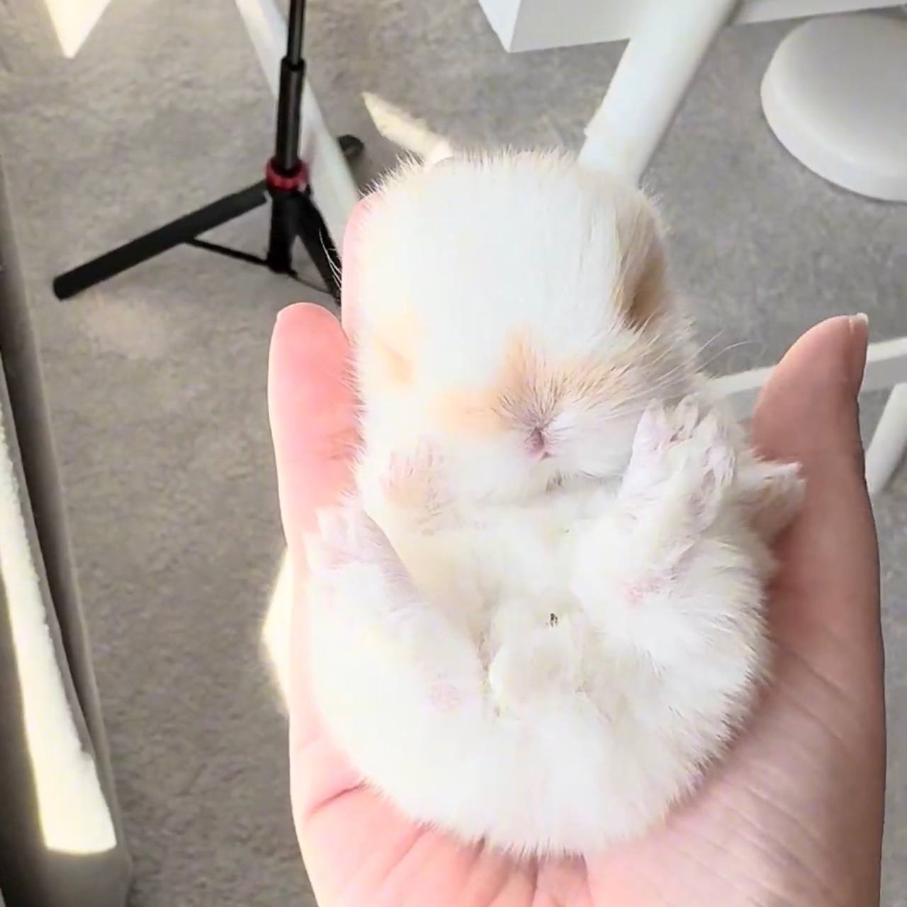 CBA Rabbitry