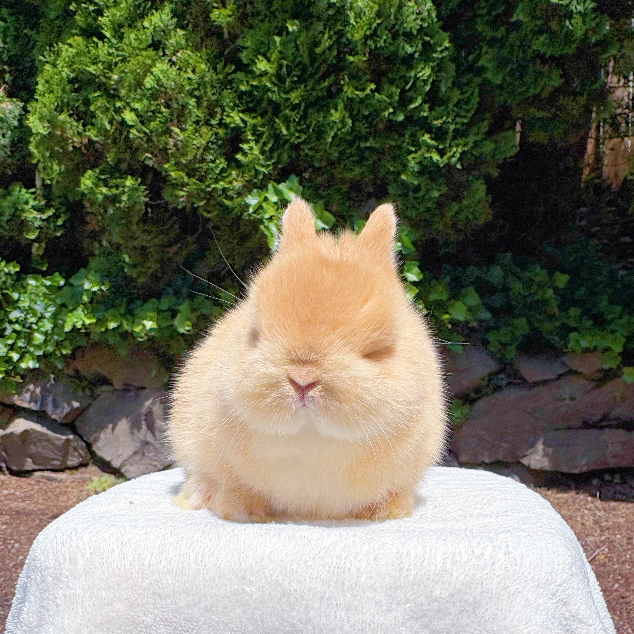 CBA Rabbitry