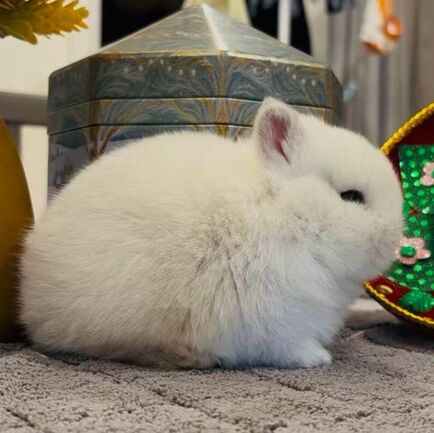 Snowwhite